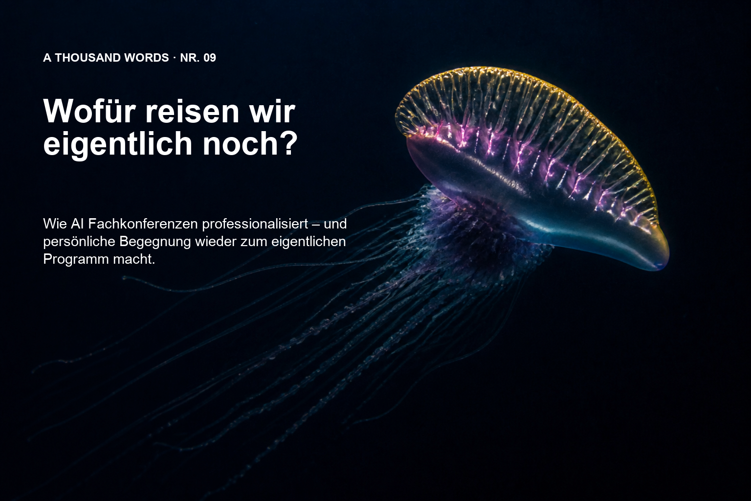 Gold-violett leuchtende Portugiesische Galeere vor tiefdunklem Hintergrund mit deutschem Titel und Unterzeile.